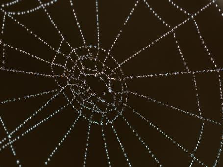 Scrum Master como Water Spider  (Mizusumashi)