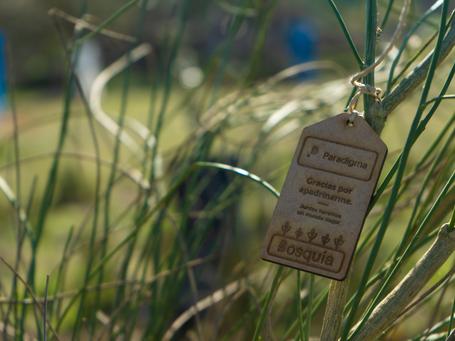 Primera plantación de árboles paradigmática