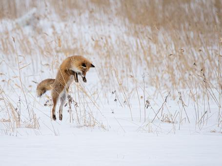 Podcast - Redpanda, ¿una tecnología mejorada de Apache Kafka?