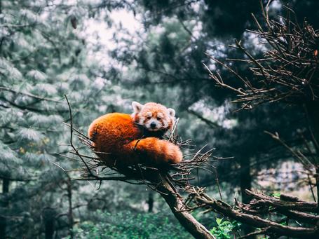 Redpanda, ¿una alternativa real a Apache Kafka?