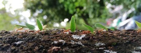 unas hormigas con una hoja. Gestión de hojas del almacén del hormiguero.